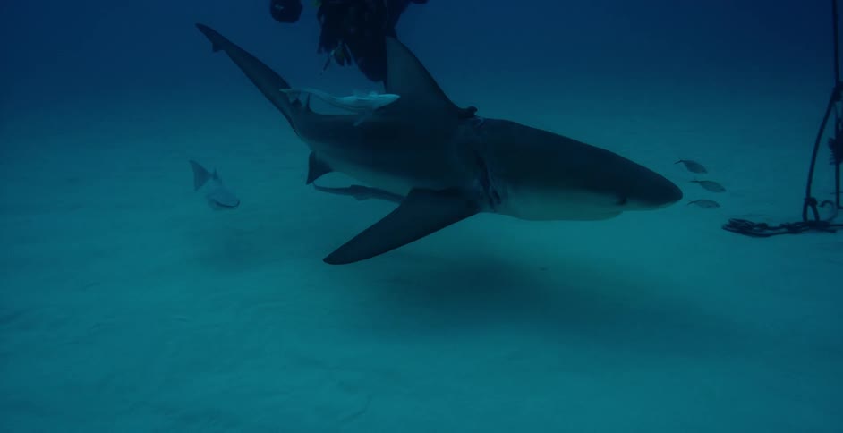 Underwater diver films sea life on the ocean floor