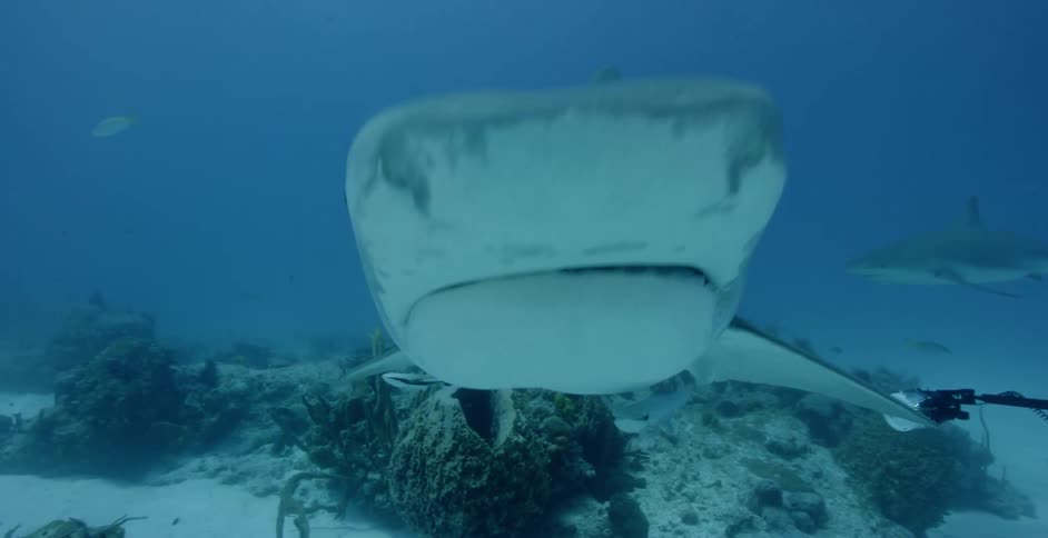 A diver swims with sharks and fish in the ocean