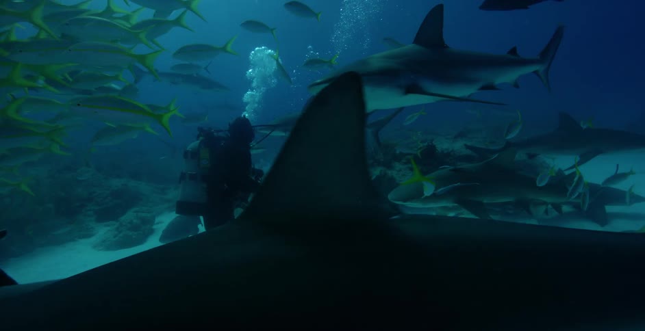 A diver swims with sharks and fish in the ocean