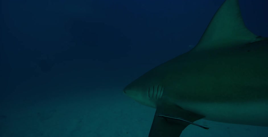 Sharks and fish swim in the ocean