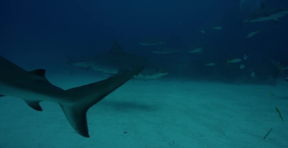 A shark turns towards a diver on the bottom of the water
