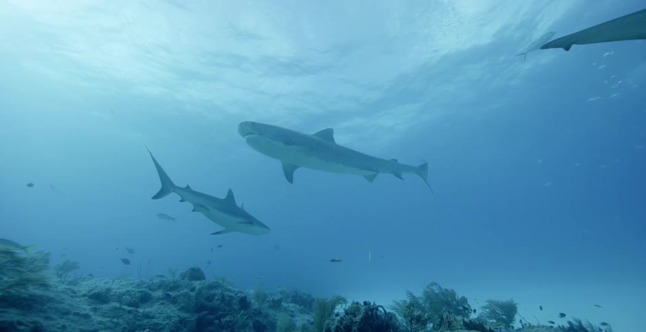 Many sharks swim in the ocean