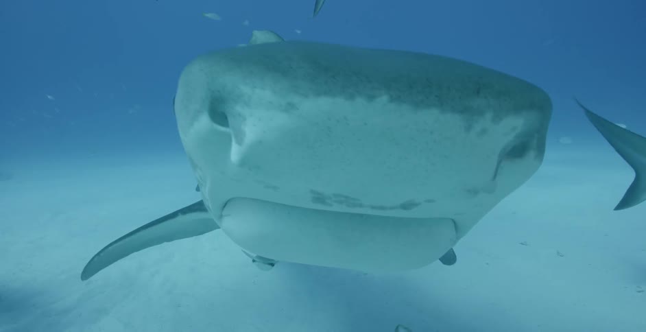 A large shark turns in the water as it is photographed