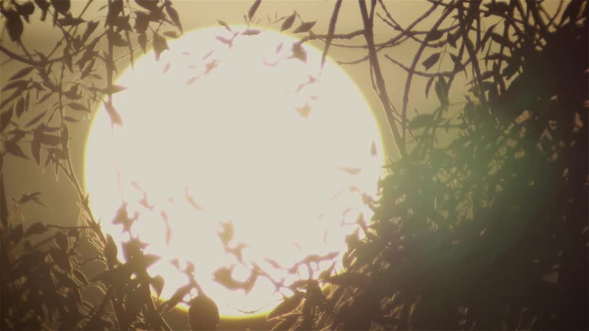 The sun is setting behind the branches