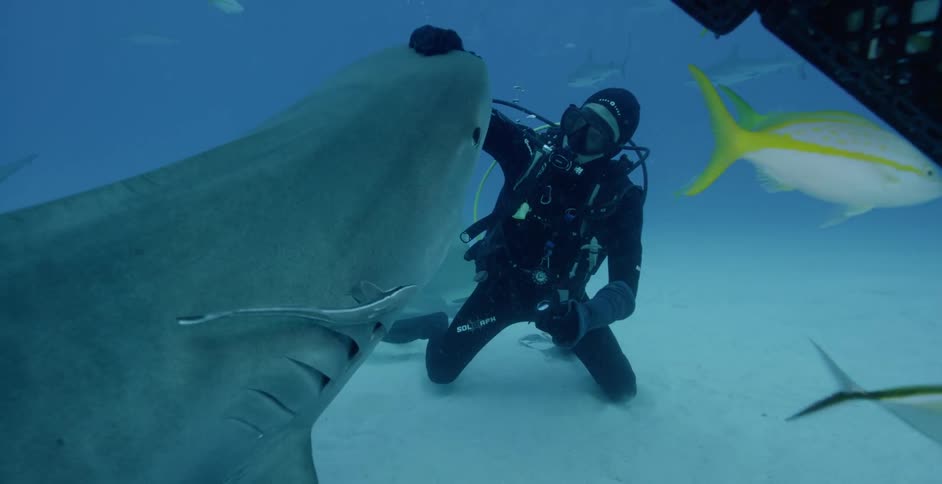 A diver pets a shark in the ocean