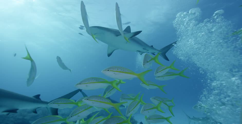 Sharks and fish swim in the ocean