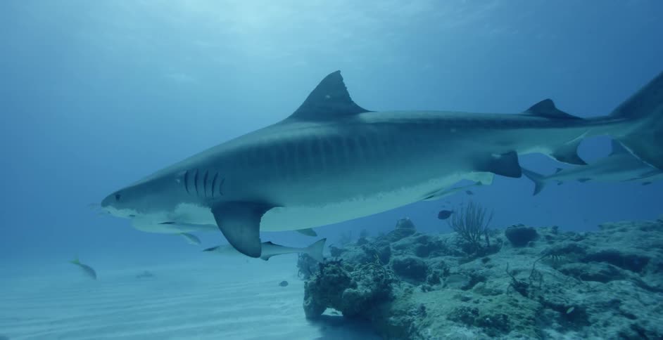 A shark and fish swim in the ocean