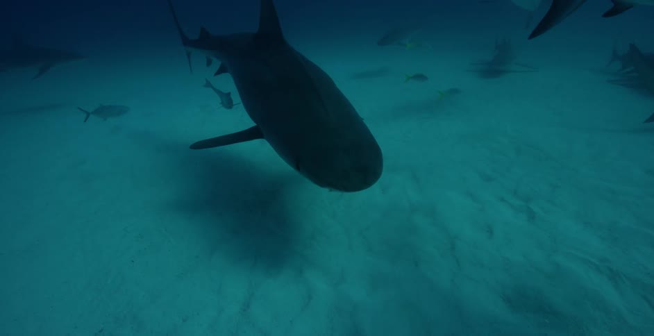 Sharks and fish swim in the ocean