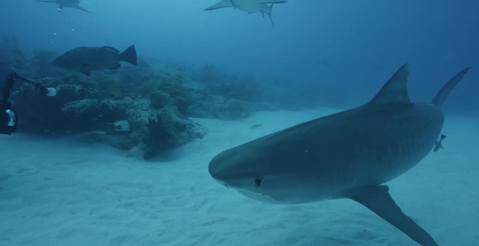 Sharks swim near coral and the ocean floor
