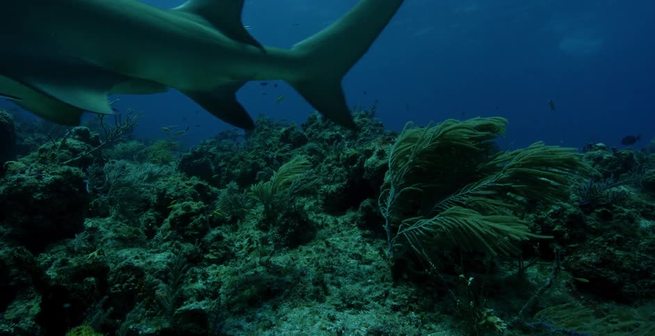Sharks swim over weeds in the ocean