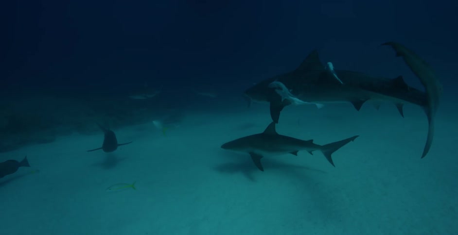 The group of sharks and fish swim in the dark water below