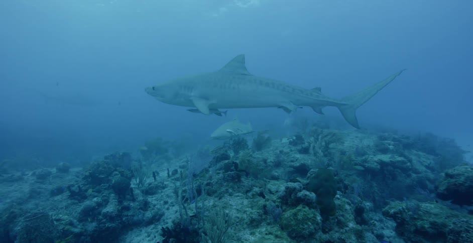 Sharks swim near coral and the ocean floor