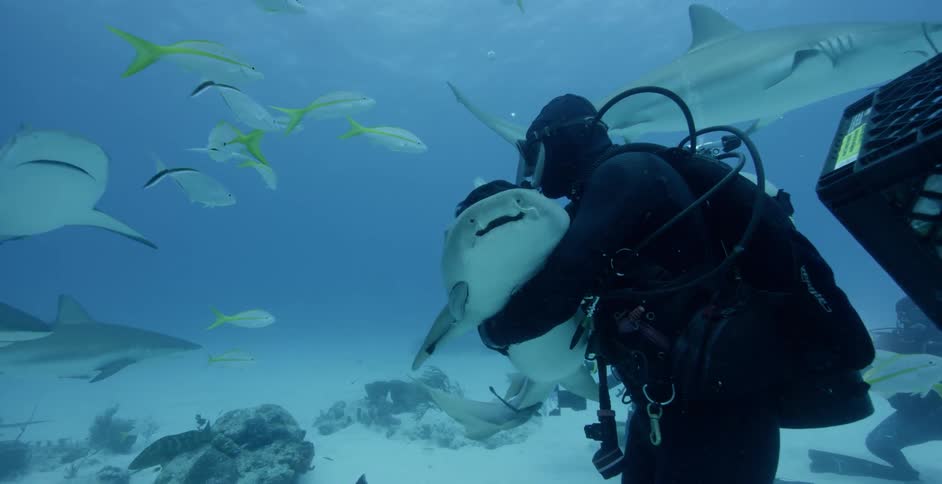 The diver is holding a shark and petting it