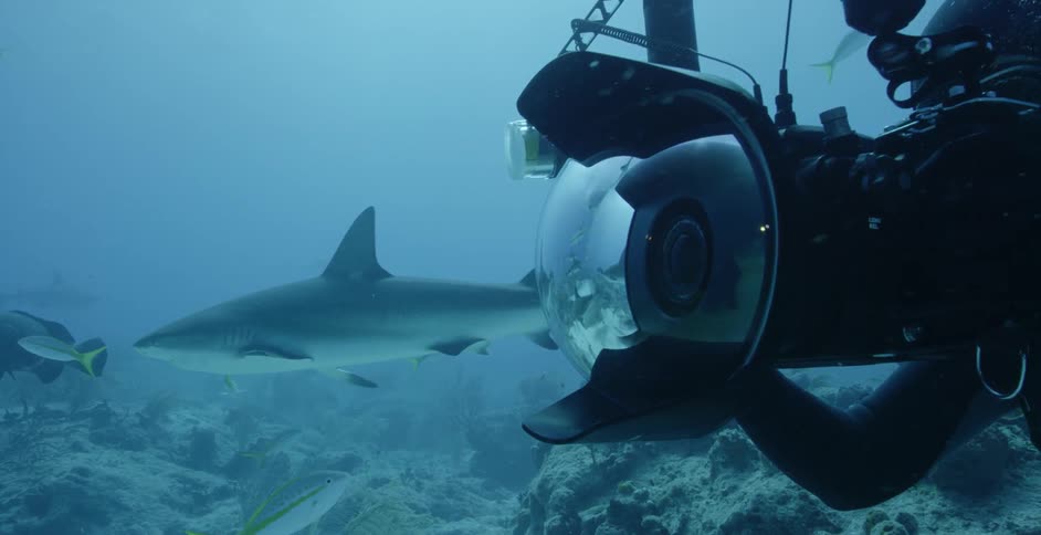 A diver swims with sharks and fish in the ocean