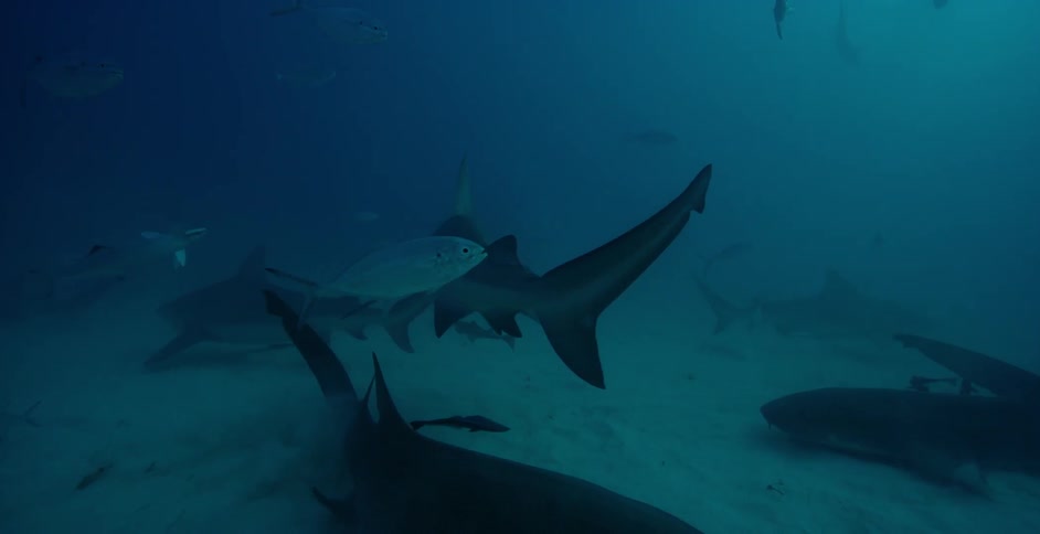 Sharks and fish swim in the ocean