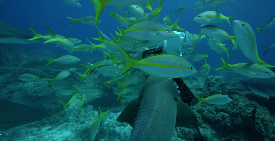 Shark swims near a large school of fish