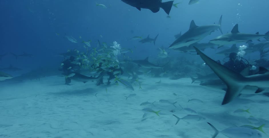 Sharks swim in the ocean near smaller fish