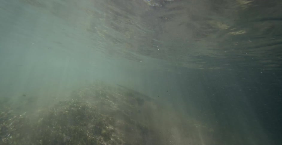 The water is murky with a snake crawling around