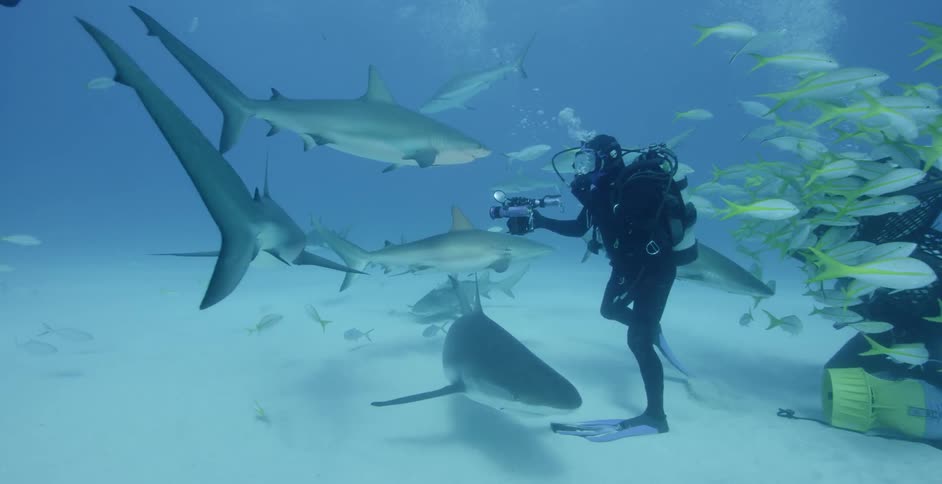 Deep sea diver takes photos of sharks at the bottom of the ocean