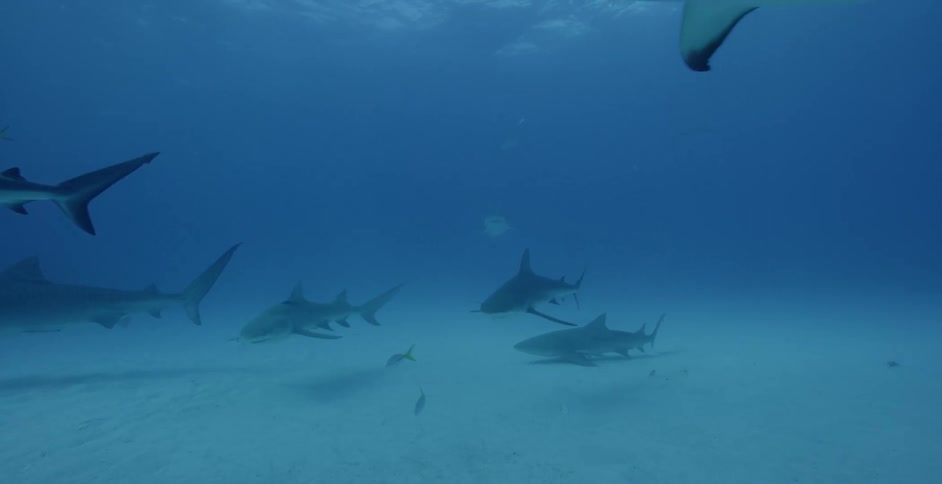 Sharks and fish swim across the ocean floor