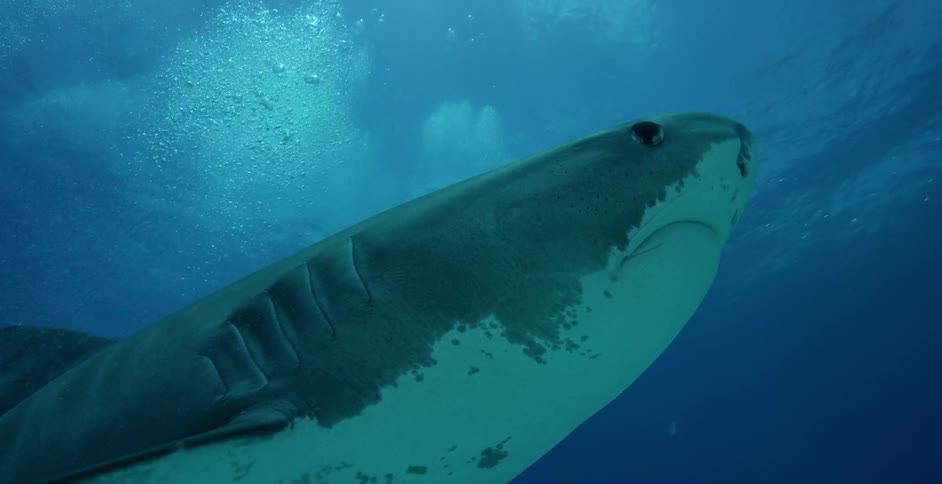 Sharks and fish swim near the ocean floor