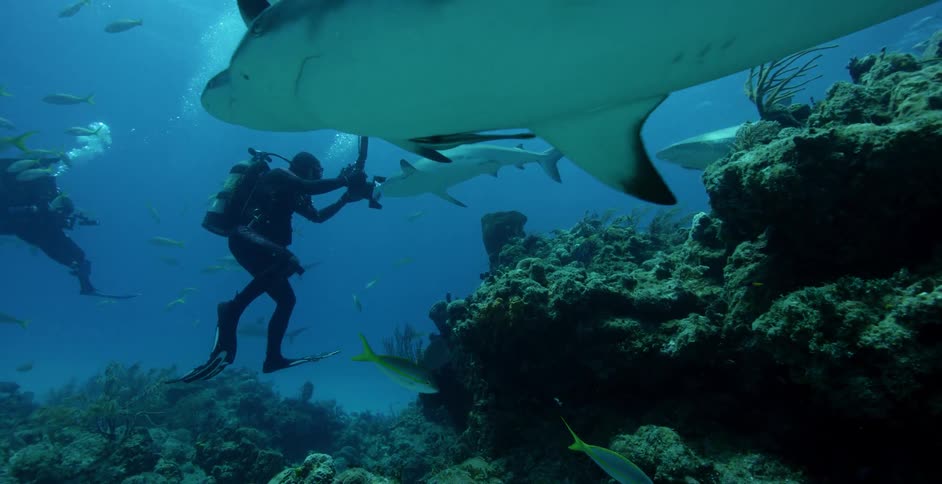 Two divers film the fish and sharks as they move around