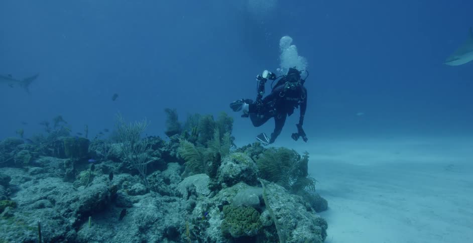 A diver films swimming fish and sharks in the ocean