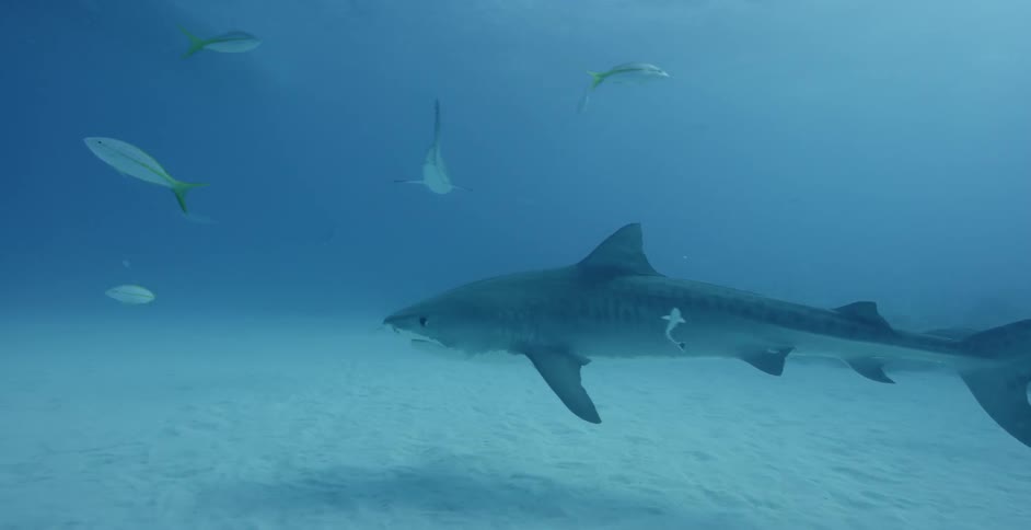 Sharks and fishing swimming in cloudy water