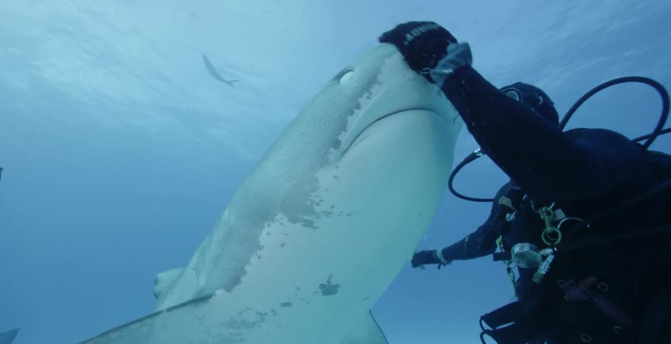 A diver pets a shark while swimming in the ocean