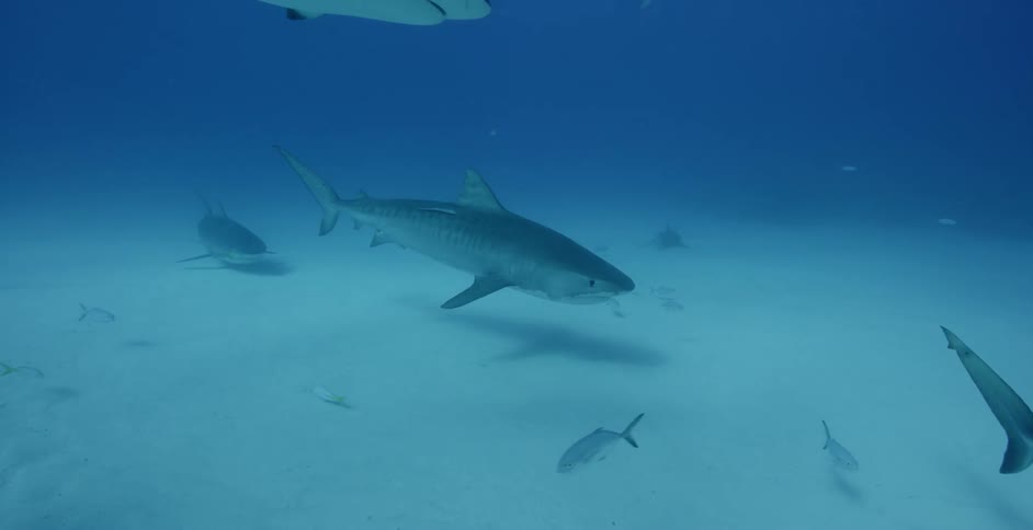 Sharks swim in the ocean near smaller fish