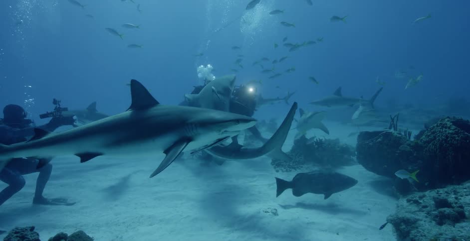 Divers swim with sharks and fish in the ocean