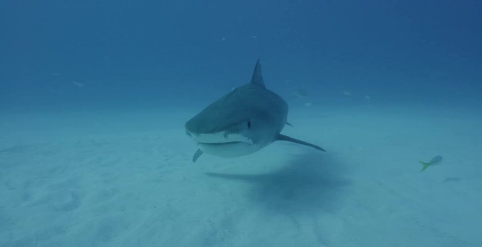 Sharks swim near the ocean floor