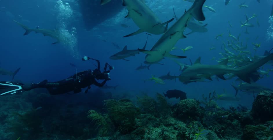 The diver is filming all the sharks and fish swimming