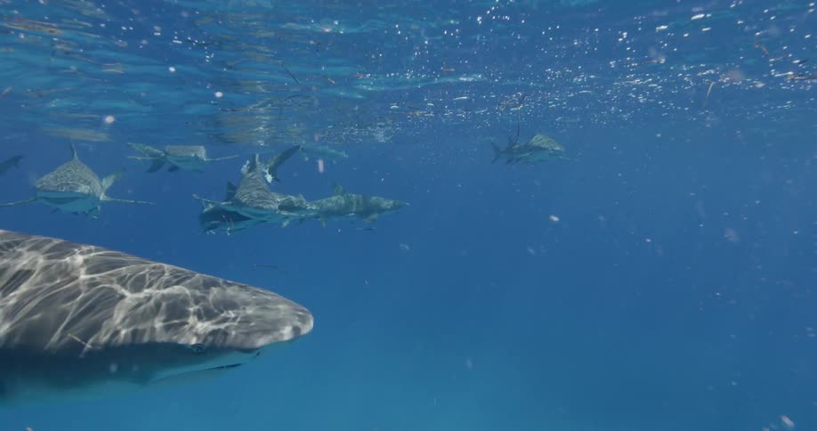 Sharks swim near the bubbly ocean surface