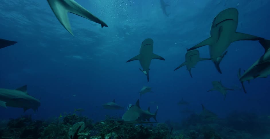Sharks swim near coral and the ocean floor
