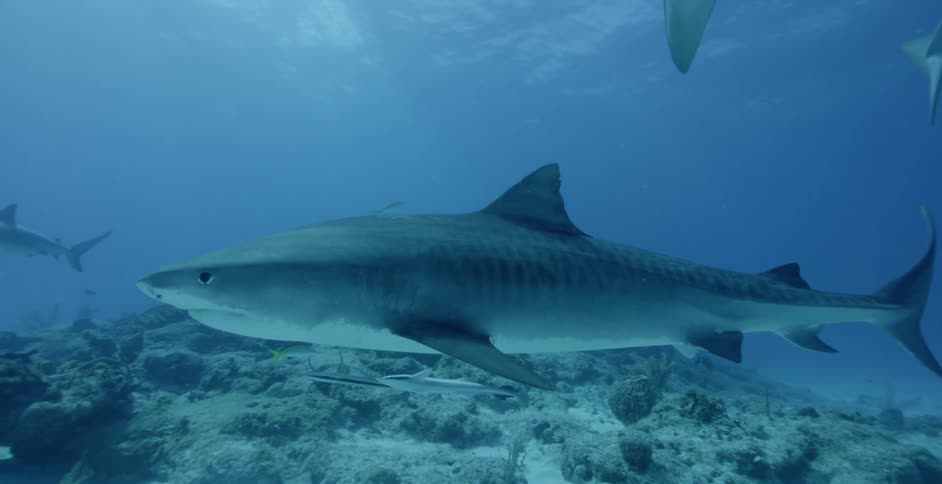 Sharks swim near coral and the ocean floor