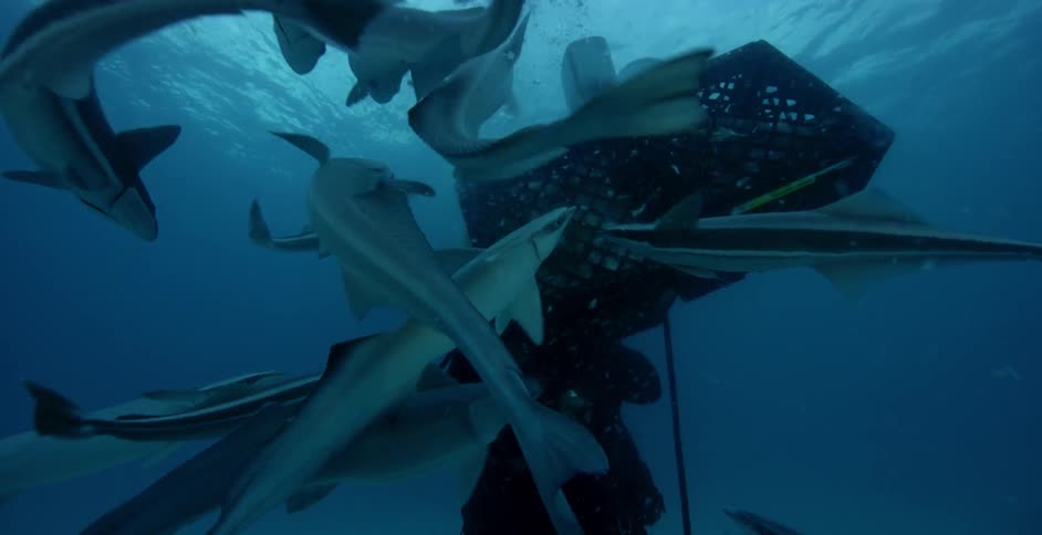 A diver swims with fish in the ocean