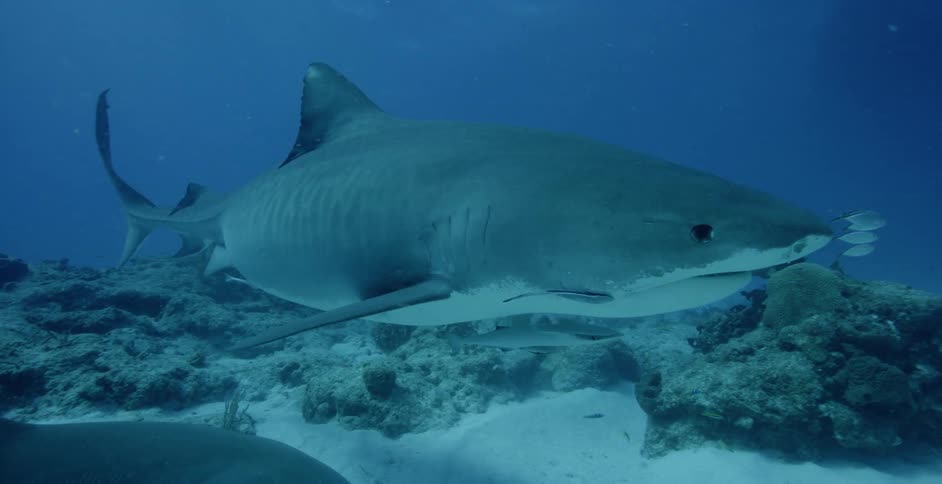 The large shark moves low to the sand