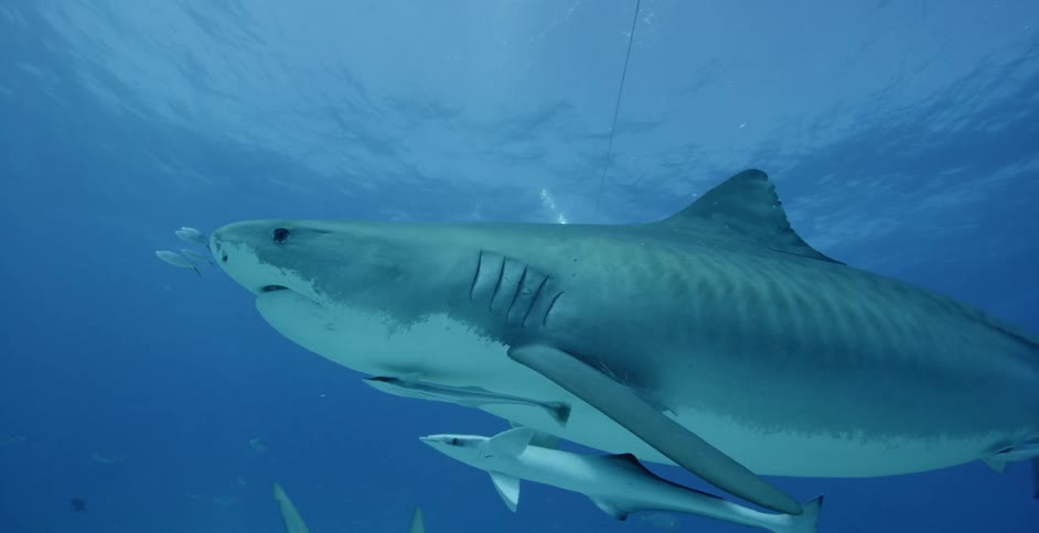 Shark swims in a shallow part of the ocean
