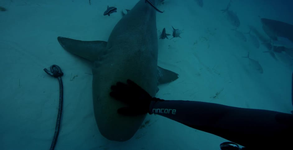 Underwater diver pets a shark on the ocean floor