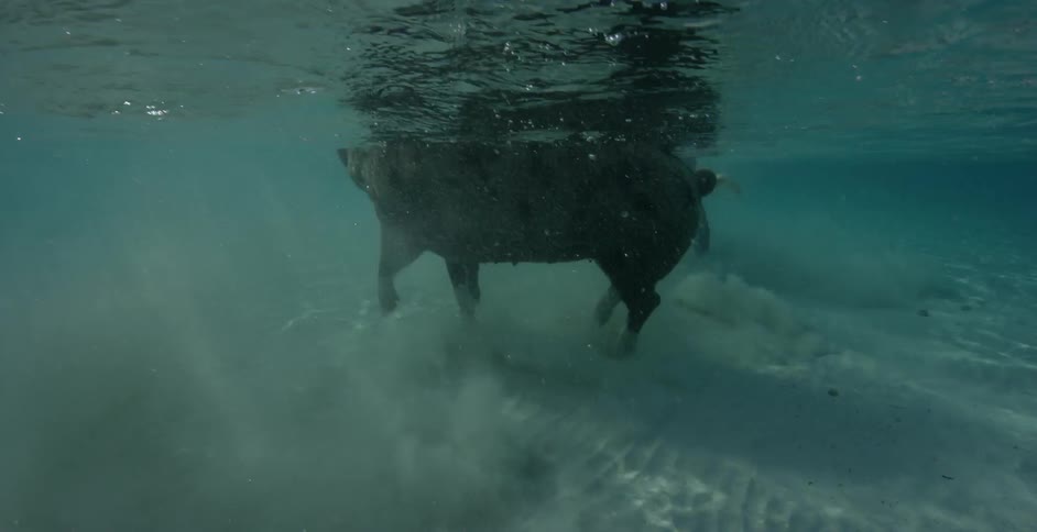 Person films a pig as it walks in shallow water
