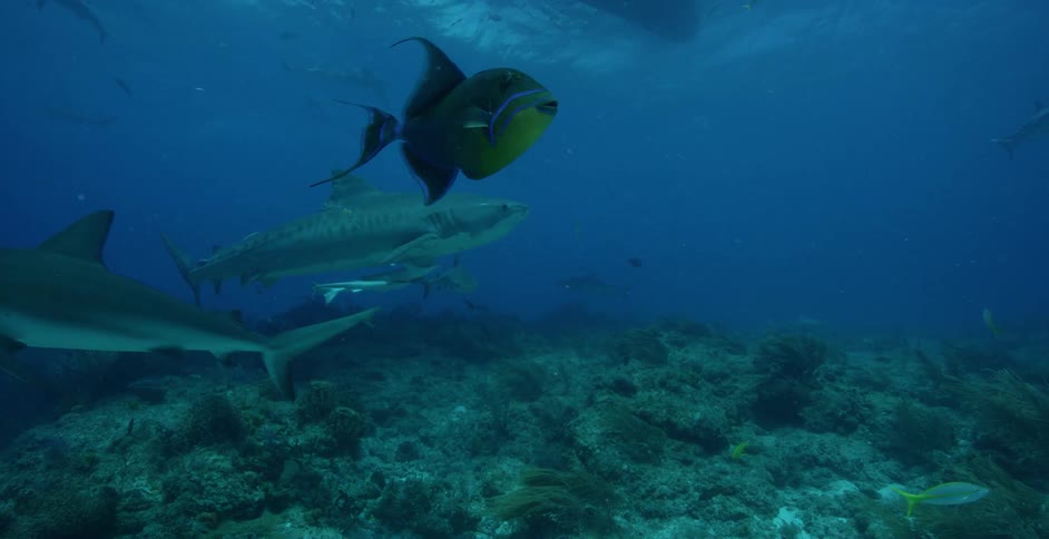 Fish and sharks swim at the bottom of the ocean