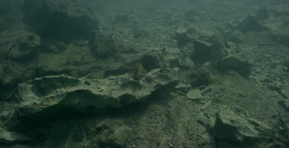 A fish struggles to swim at the bottom of the ocean