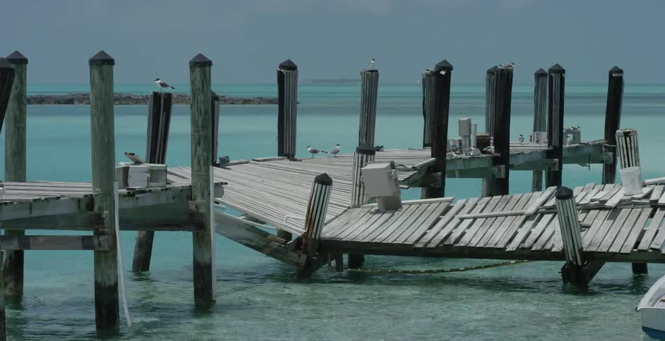 Sea birds are resting on a broken down pier during the day