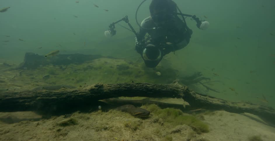 A diver is lowering to the bottom of the water with a camera