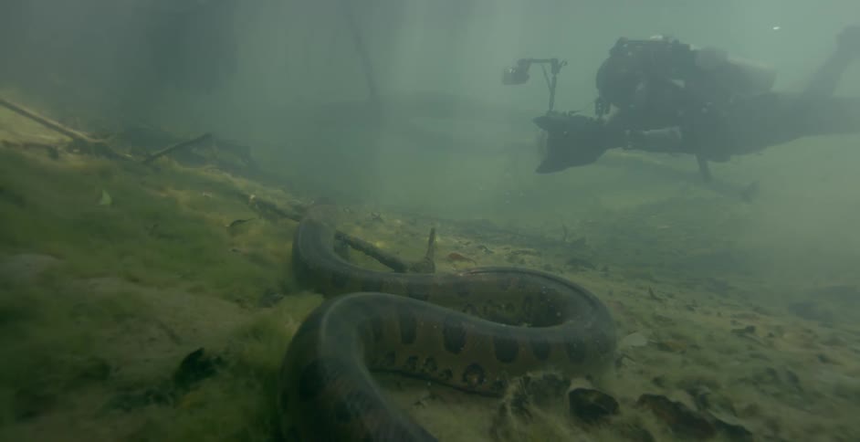 The diver is getting close to take photos of the snake