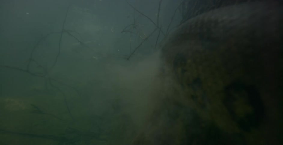A long snake moves around the rocks underwater