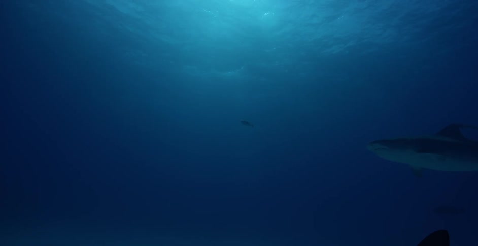 Sharks and other fish swimming in some dark waters