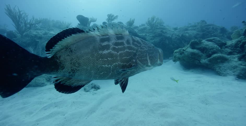 The fish swim close to the sand underwater