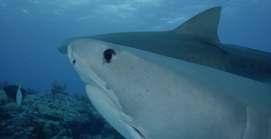 Sharks swim in the ocean